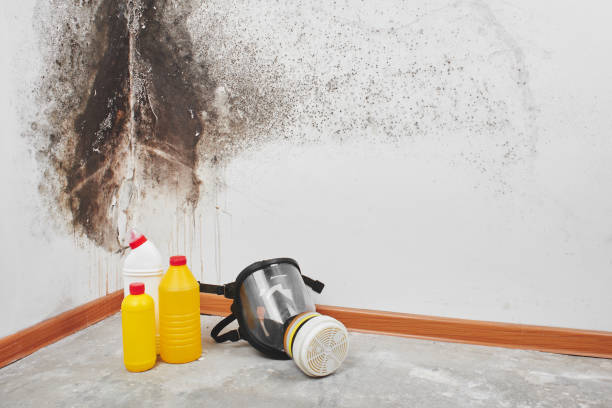 Best Commercial Mold Remediation in Mount Vernon, MD
