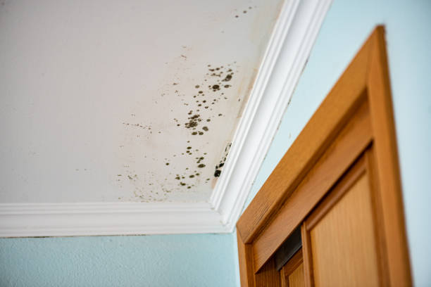 Best Residential Mold Remediation in Mount Vernon, MD