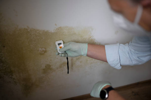 Best Attic Mold Remediation in Mount Vernon, MD