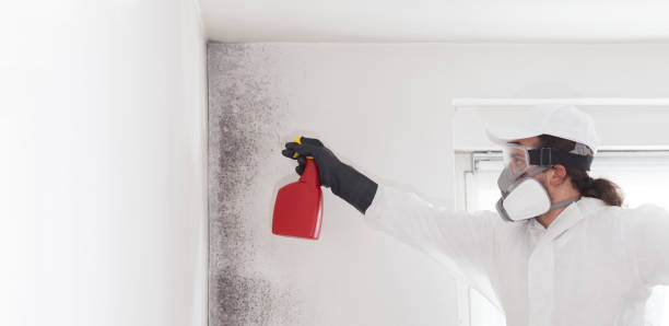Best Health and Safety Mold Remediation in Mount Vernon, MD