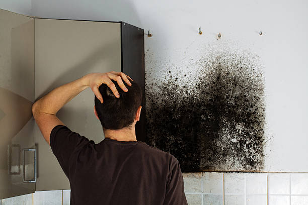 Best Post-Remediation Services in Mount Vernon, MD