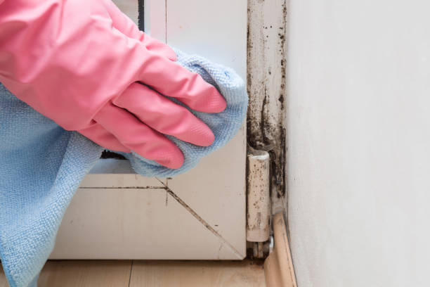 Best Residential Mold Remediation in Mount Vernon, MD