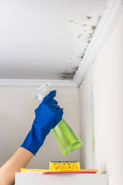 Best Emergency Mold Remediation in Mount Vernon, MD